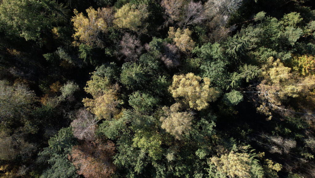 A birds eye view of a forest.